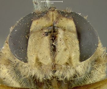 Media type: image; Entomology 12548   Aspect: head frontal view